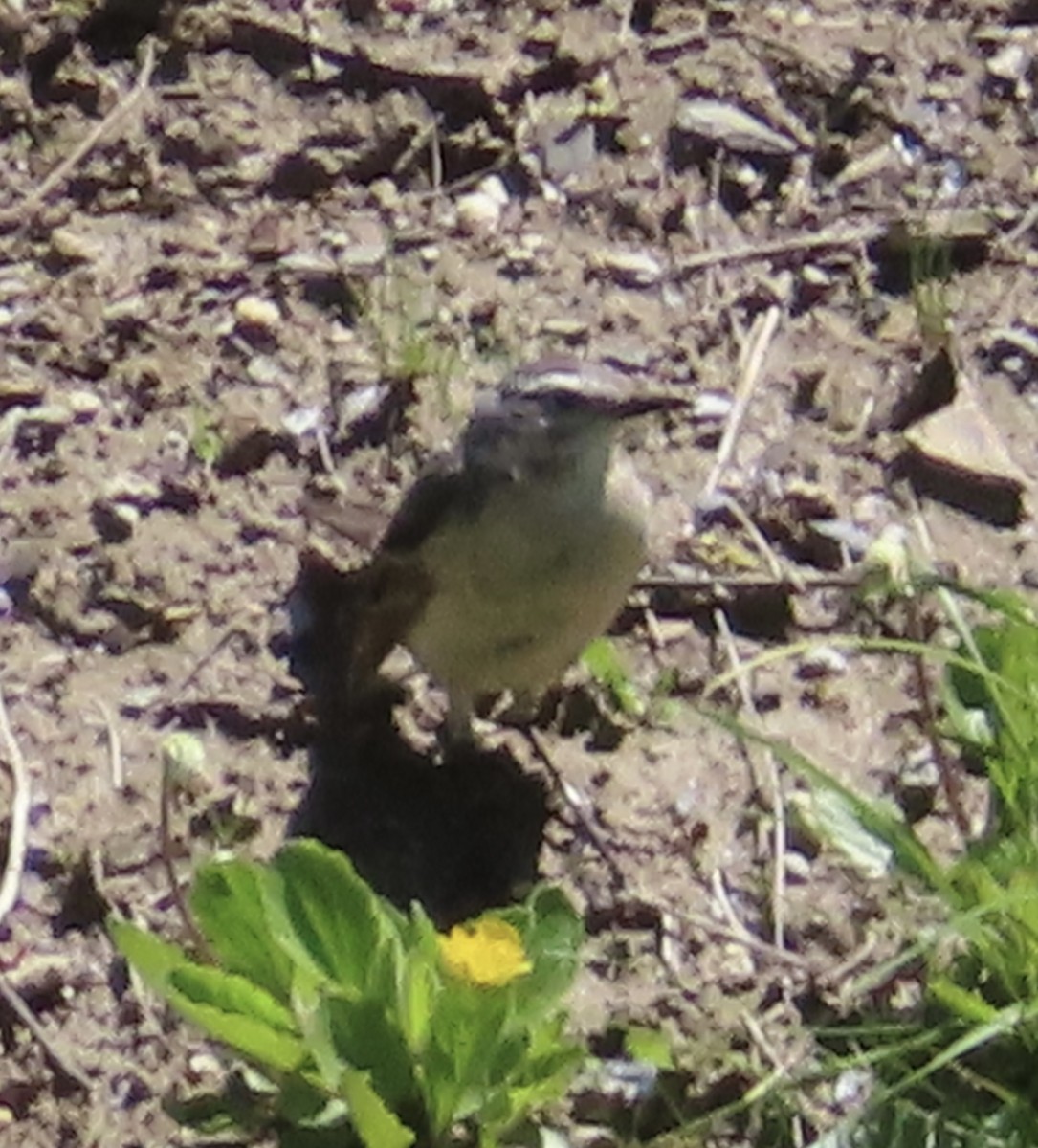 Water Pipit - ML620579338