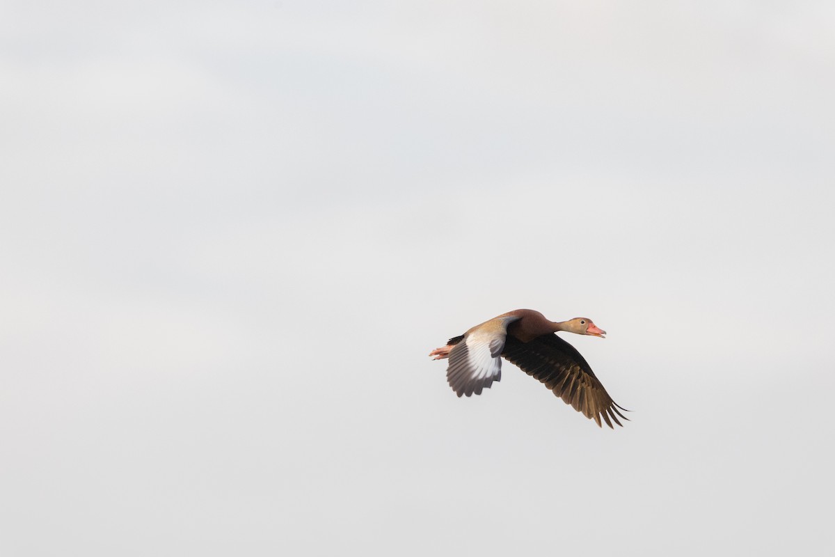 Black-bellied Whistling-Duck - ML620579349