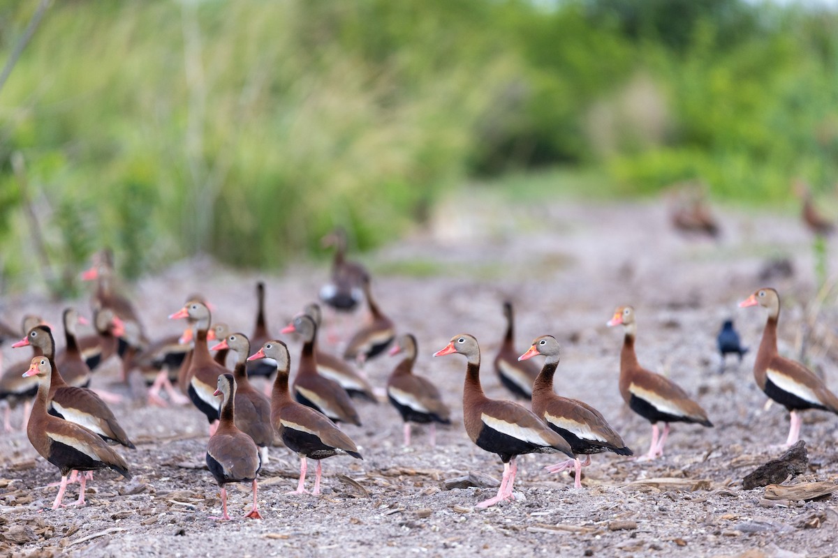 Black-bellied Whistling-Duck - ML620579350