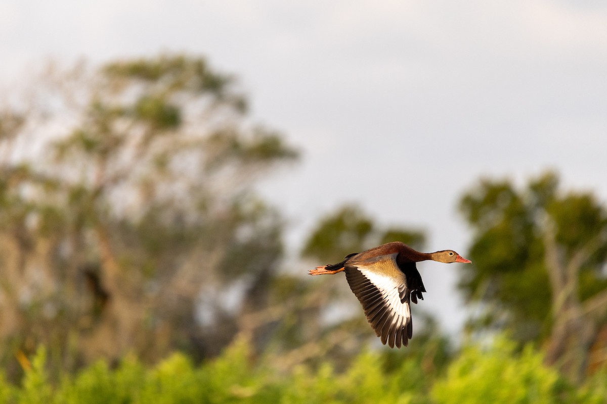 Black-bellied Whistling-Duck - ML620579354