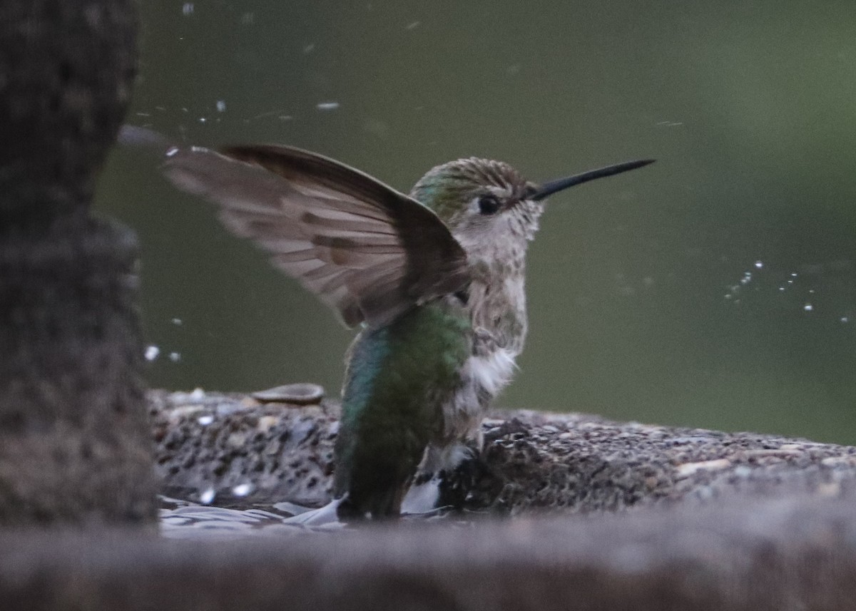 hummingbird sp. - ML620579357