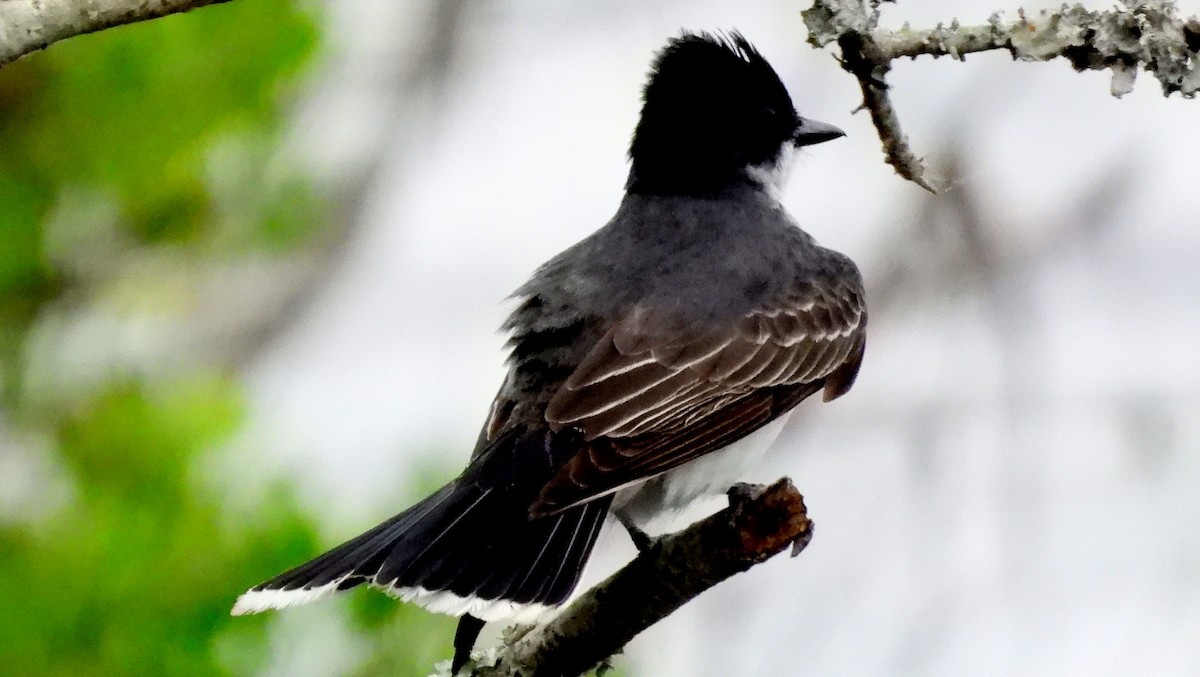 Eastern Kingbird - ML620579359