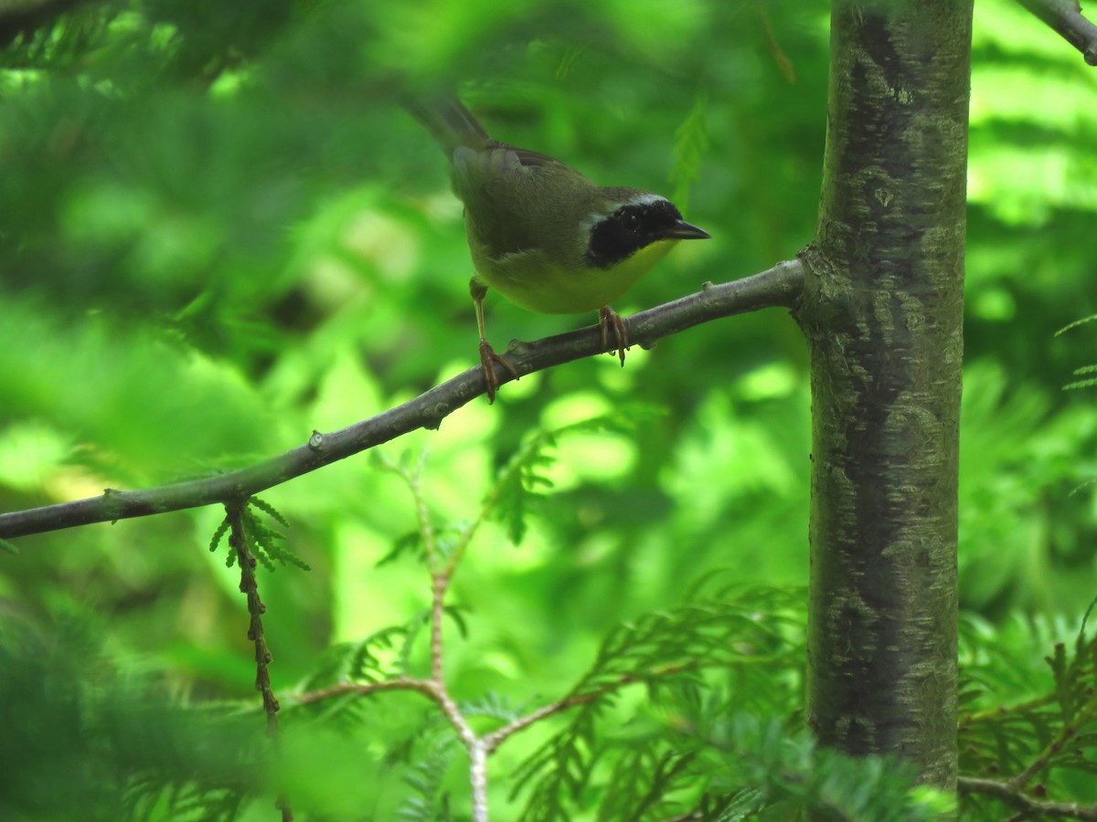 Common Yellowthroat - ML620579360