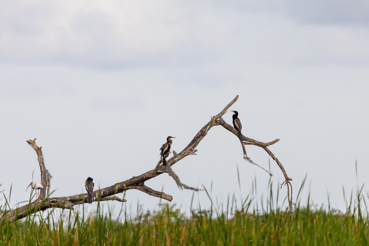 Anhinga d'Amérique - ML620579373