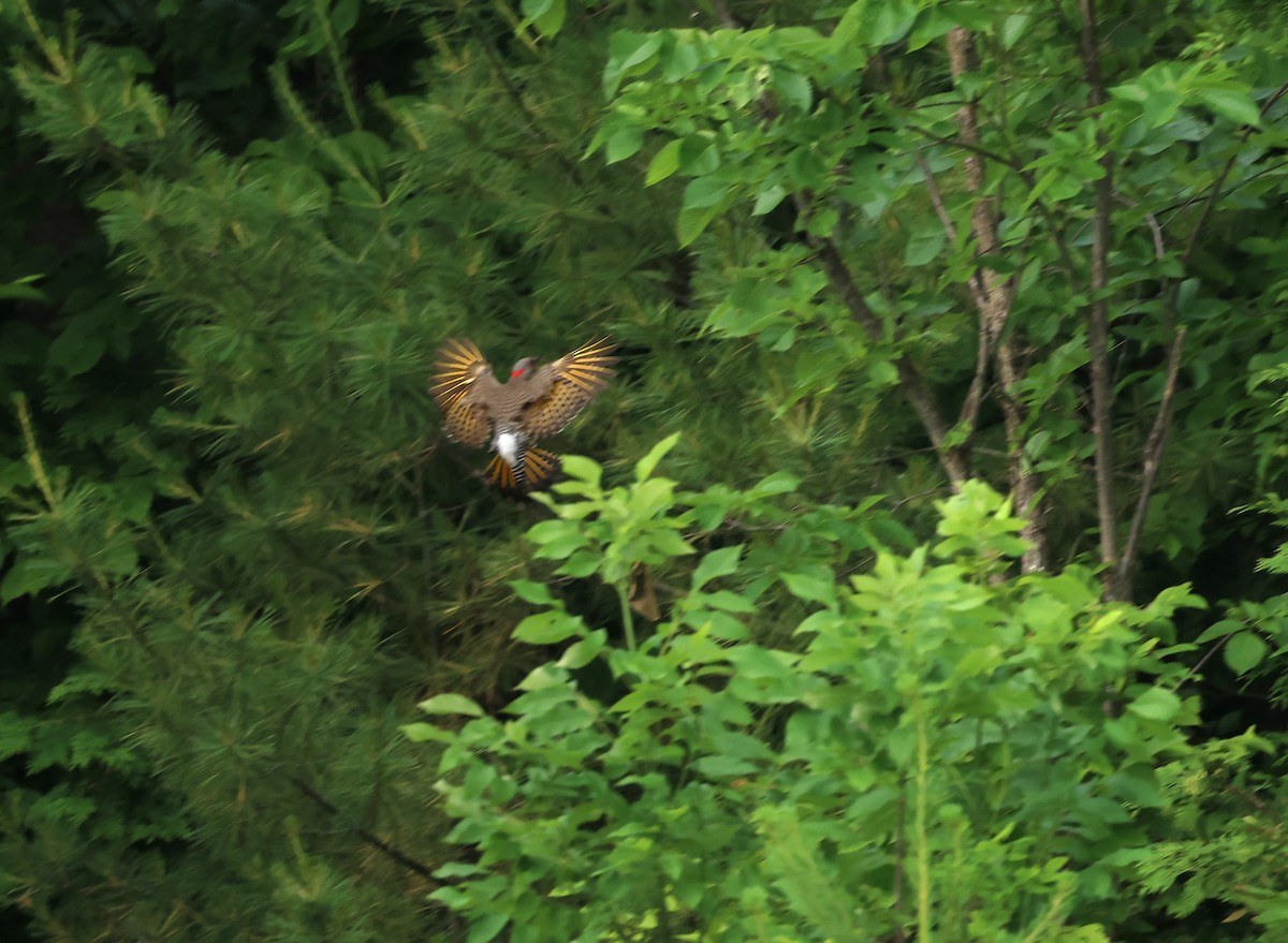 Northern Flicker - ML620579376