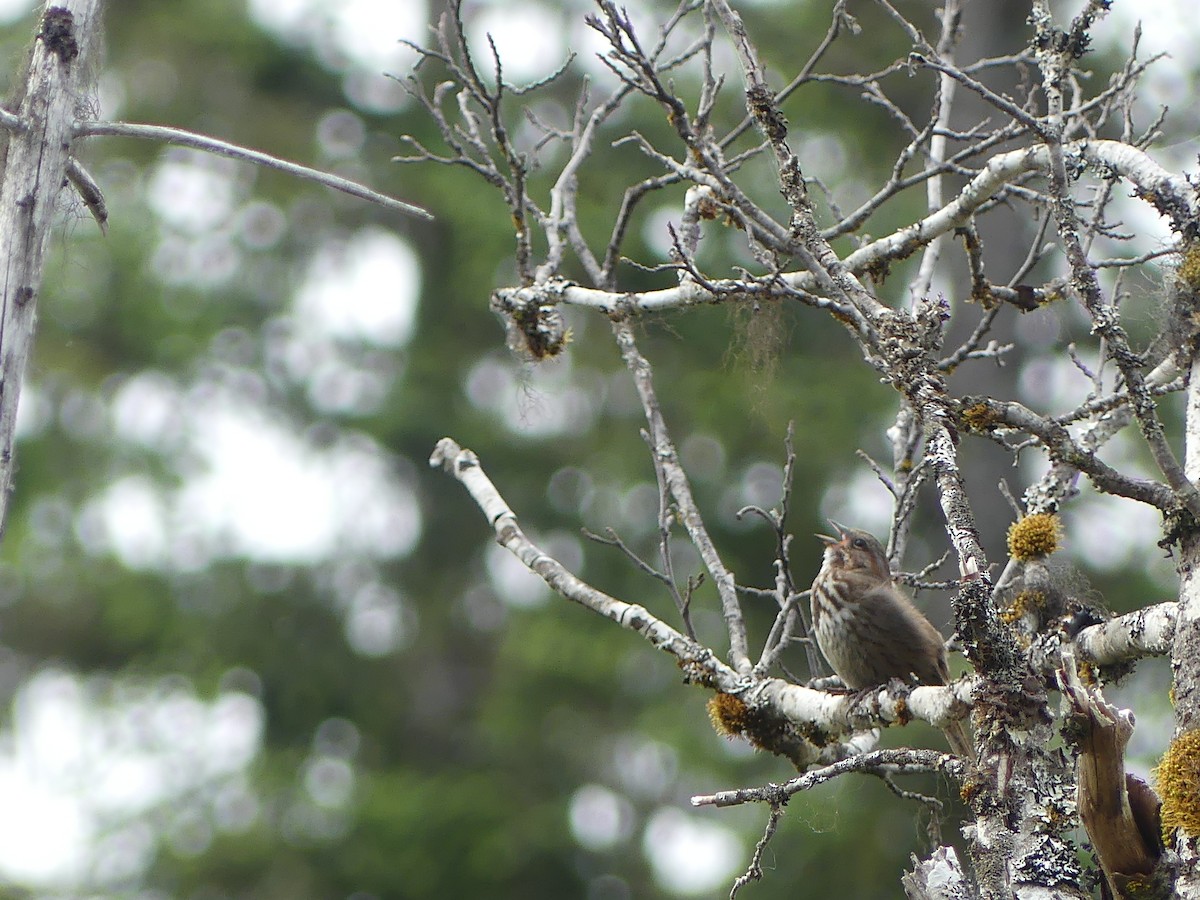 Song Sparrow - ML620579384