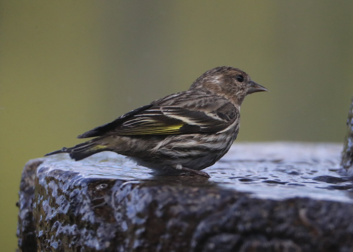 Pine Siskin - ML620579385