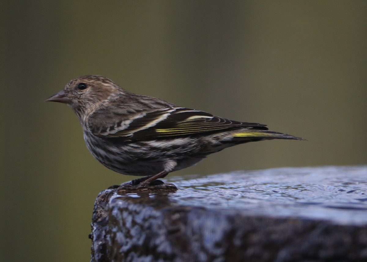 Pine Siskin - Linda Dalton