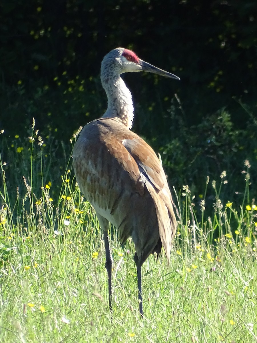 Sandhill Crane - ML620579396