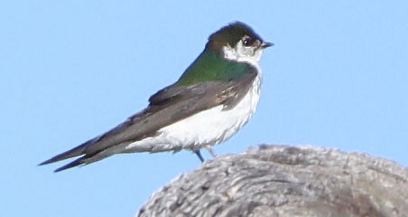 Violet-green Swallow - ML620579404