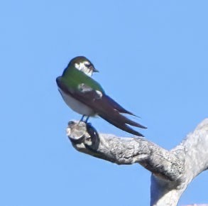 Violet-green Swallow - ML620579405