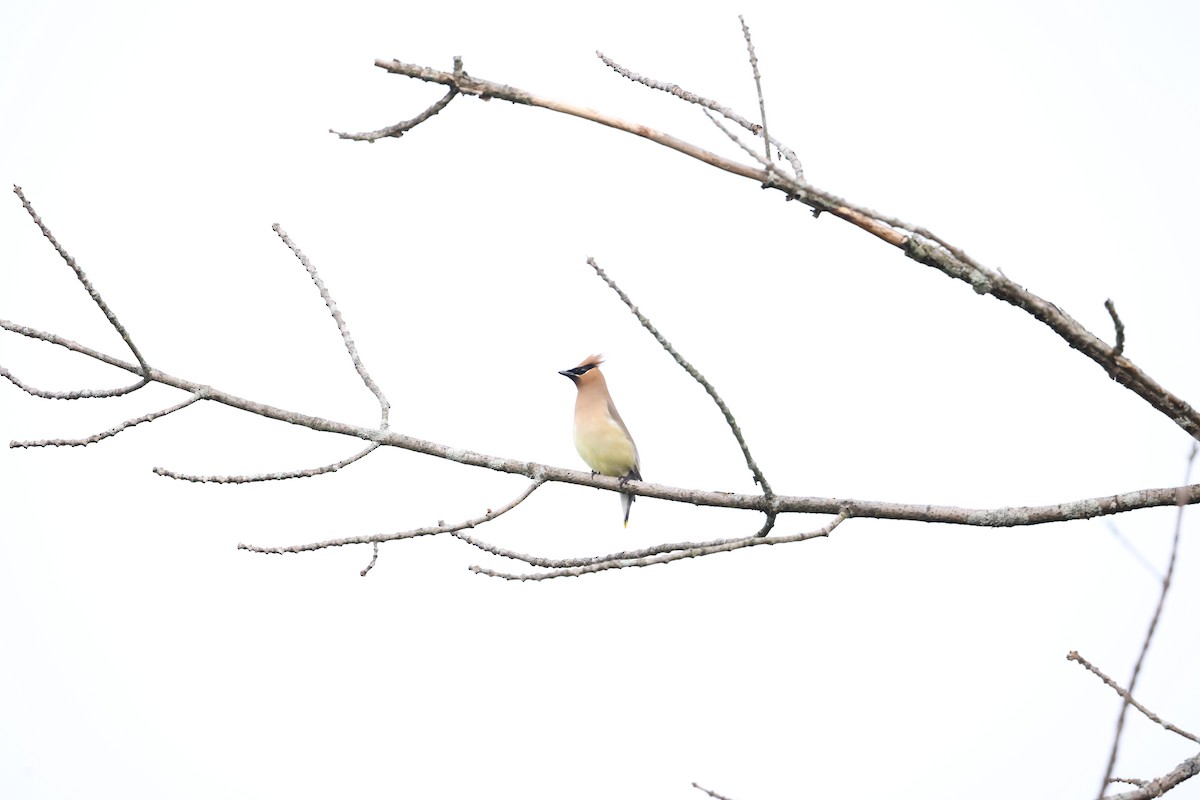 Cedar Waxwing - ML620579406