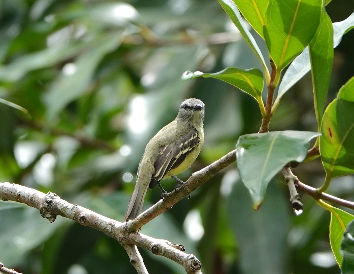 Yellow-crowned Tyrannulet - ML620579408