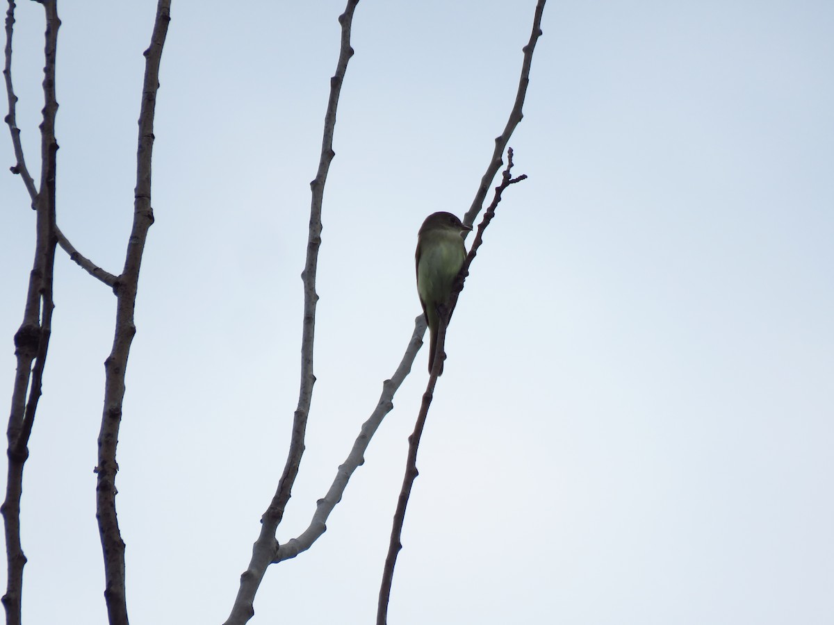 Alder Flycatcher - ML620579411