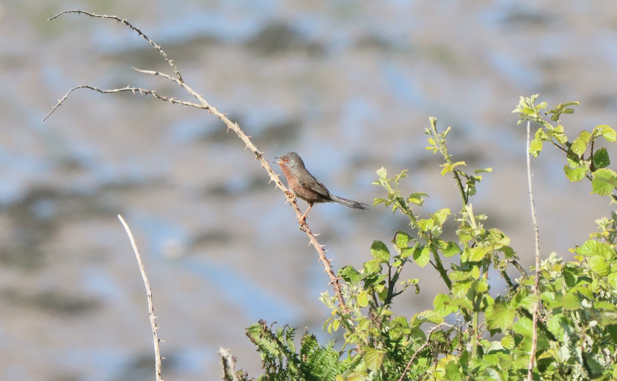 Dartford Warbler - ML620579414