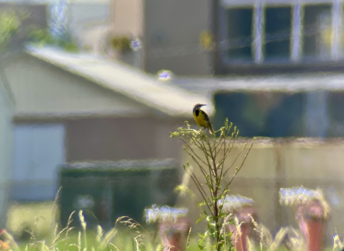 Eastern Meadowlark - ML620579416