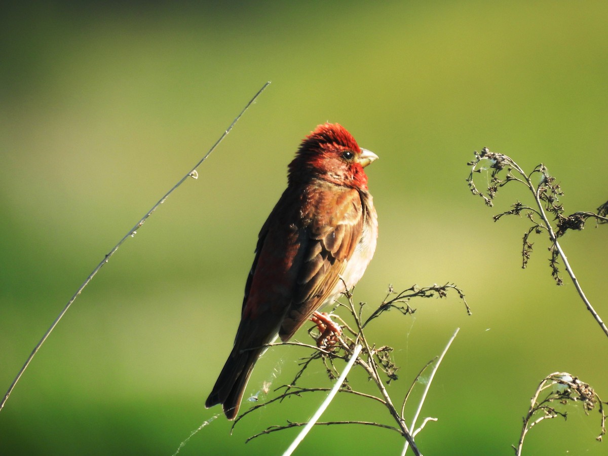 Common Rosefinch - ML620579420