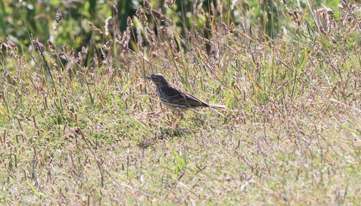 Meadow Pipit - ML620579425