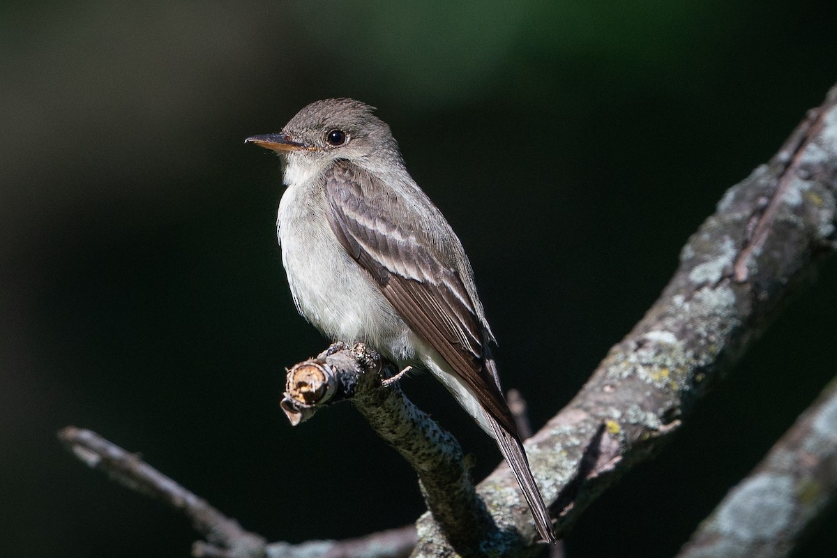 Eastern Wood-Pewee - ML620579426