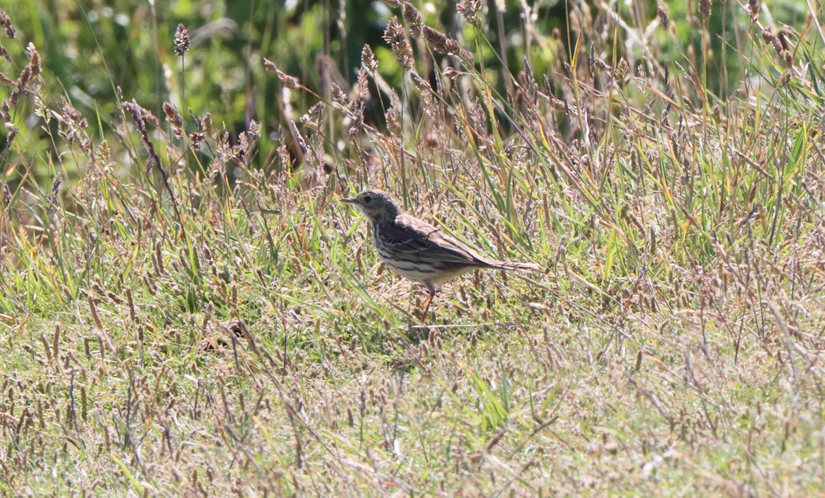 Meadow Pipit - ML620579427