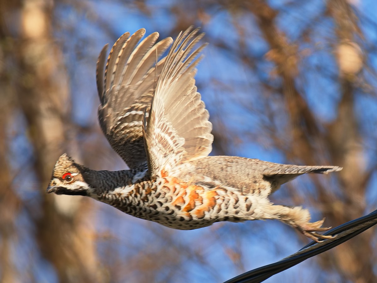 Hazel Grouse - ML620579432