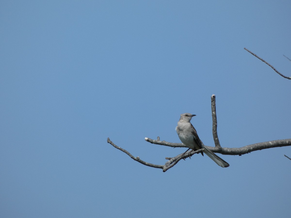 Northern Mockingbird - ML620579434