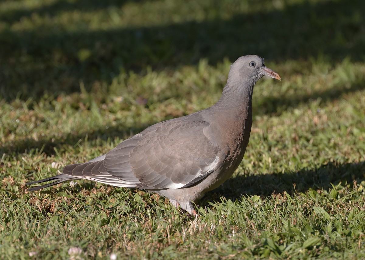 Common Wood-Pigeon - ML620579440