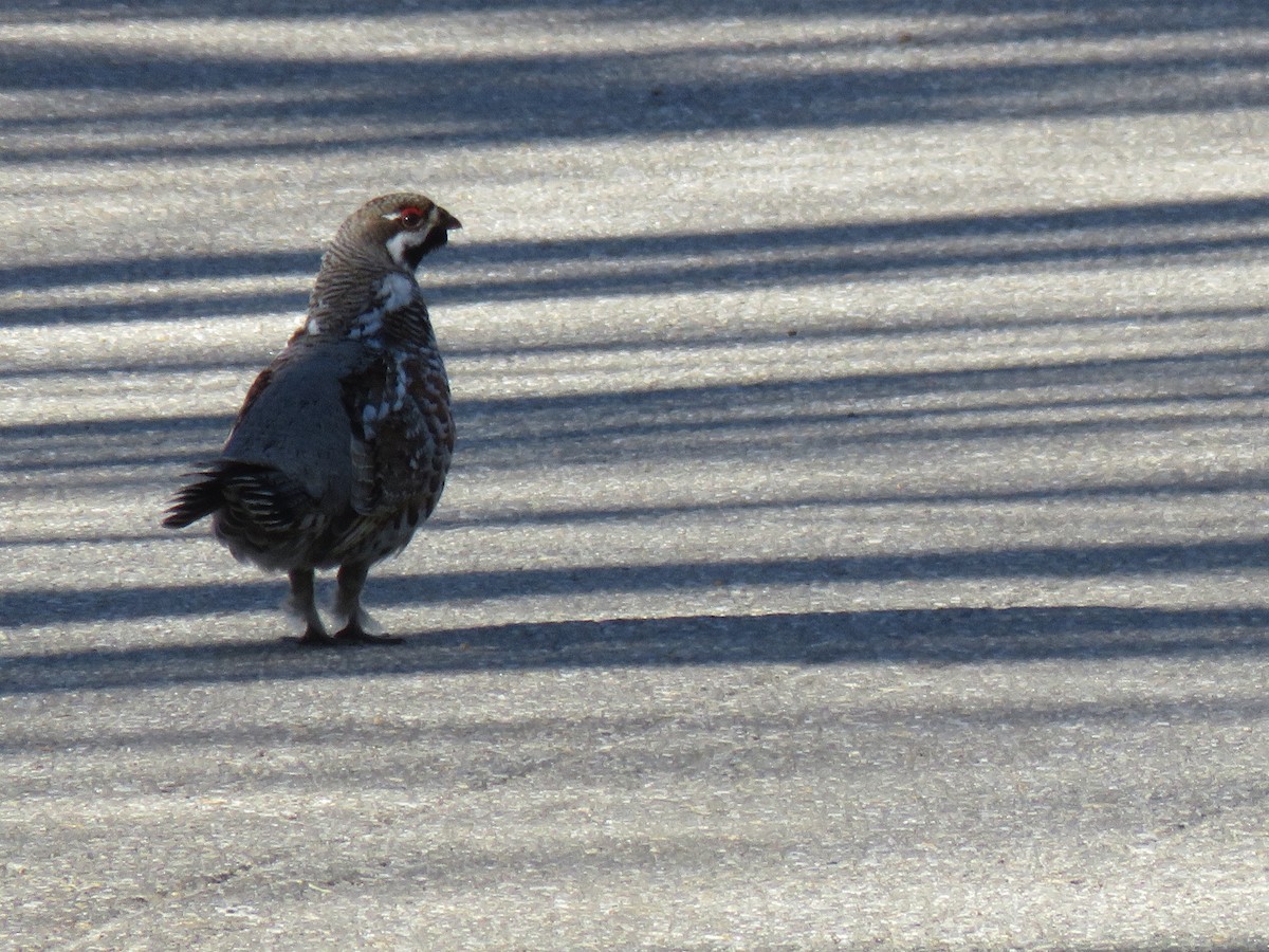 Hazel Grouse - Detlef Stremke