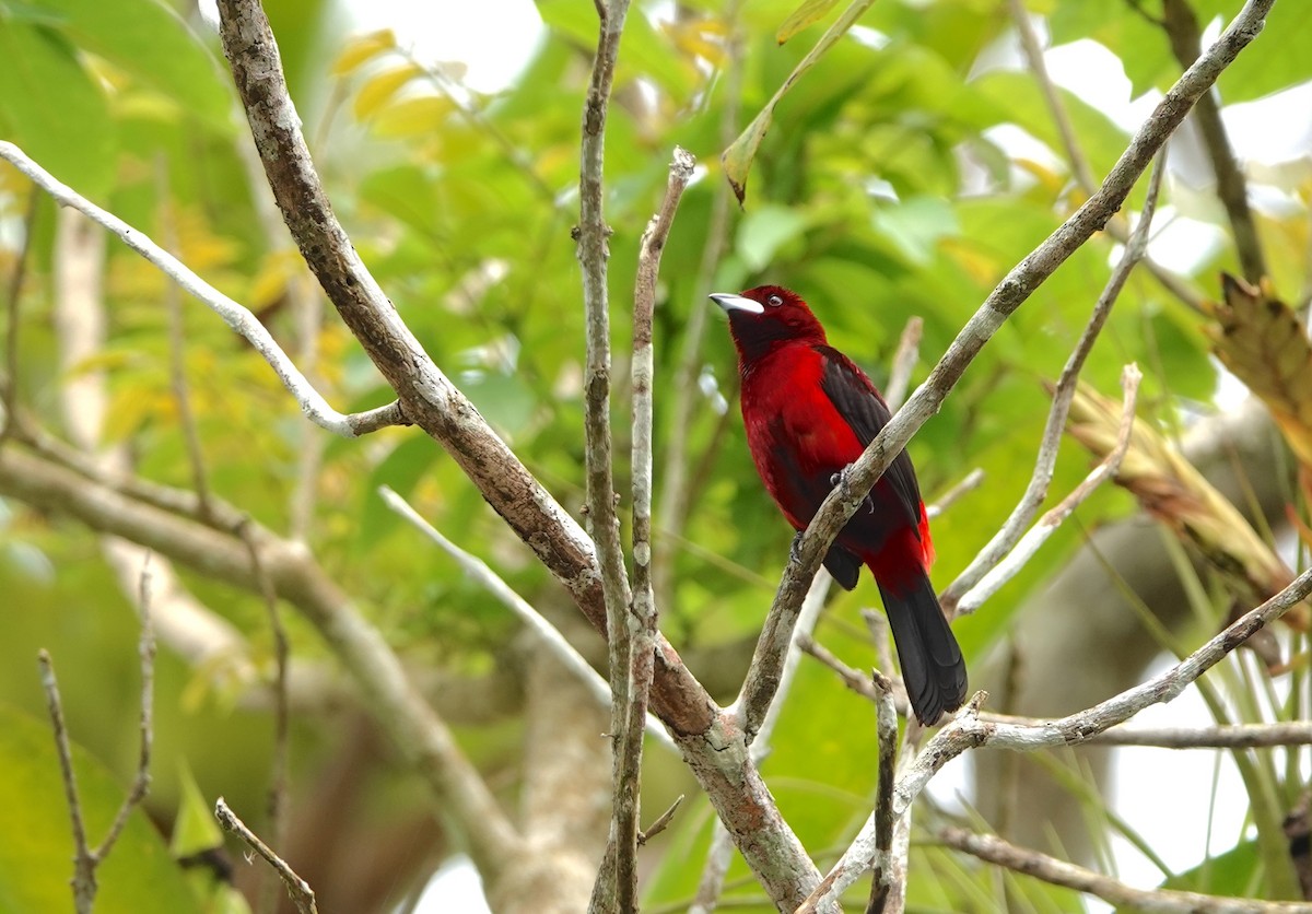 Crimson-backed Tanager - ML620579451