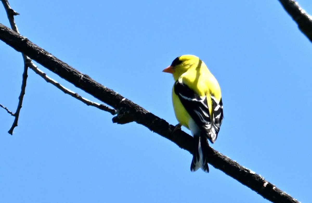 Chardonneret jaune - ML620579453