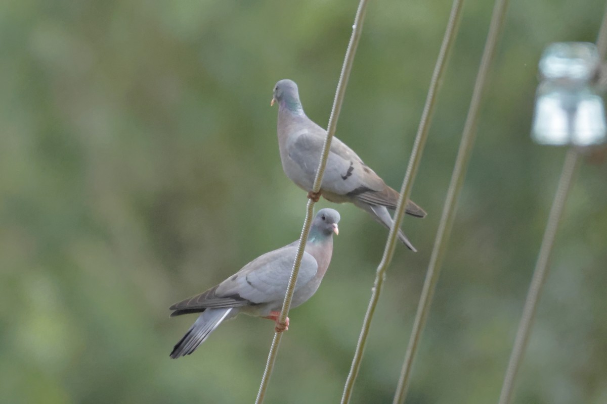 Stock Dove - ML620579454