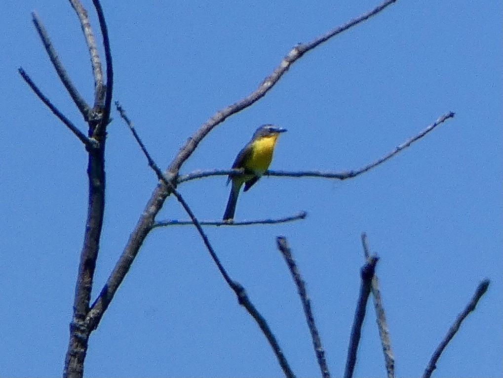 Yellow-breasted Chat - ML620579458