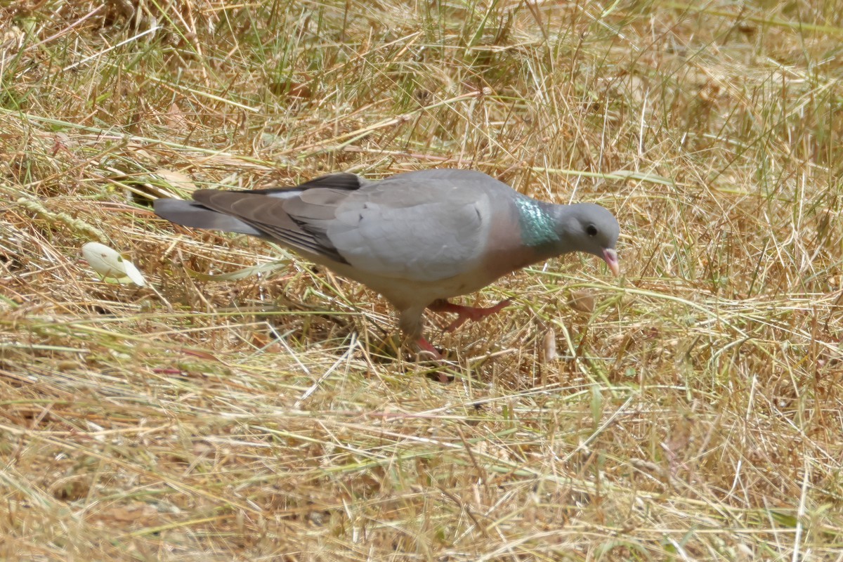 Pigeon colombin - ML620579459