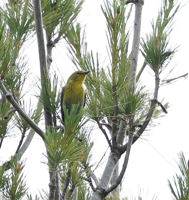 Pine Warbler - ML620579466