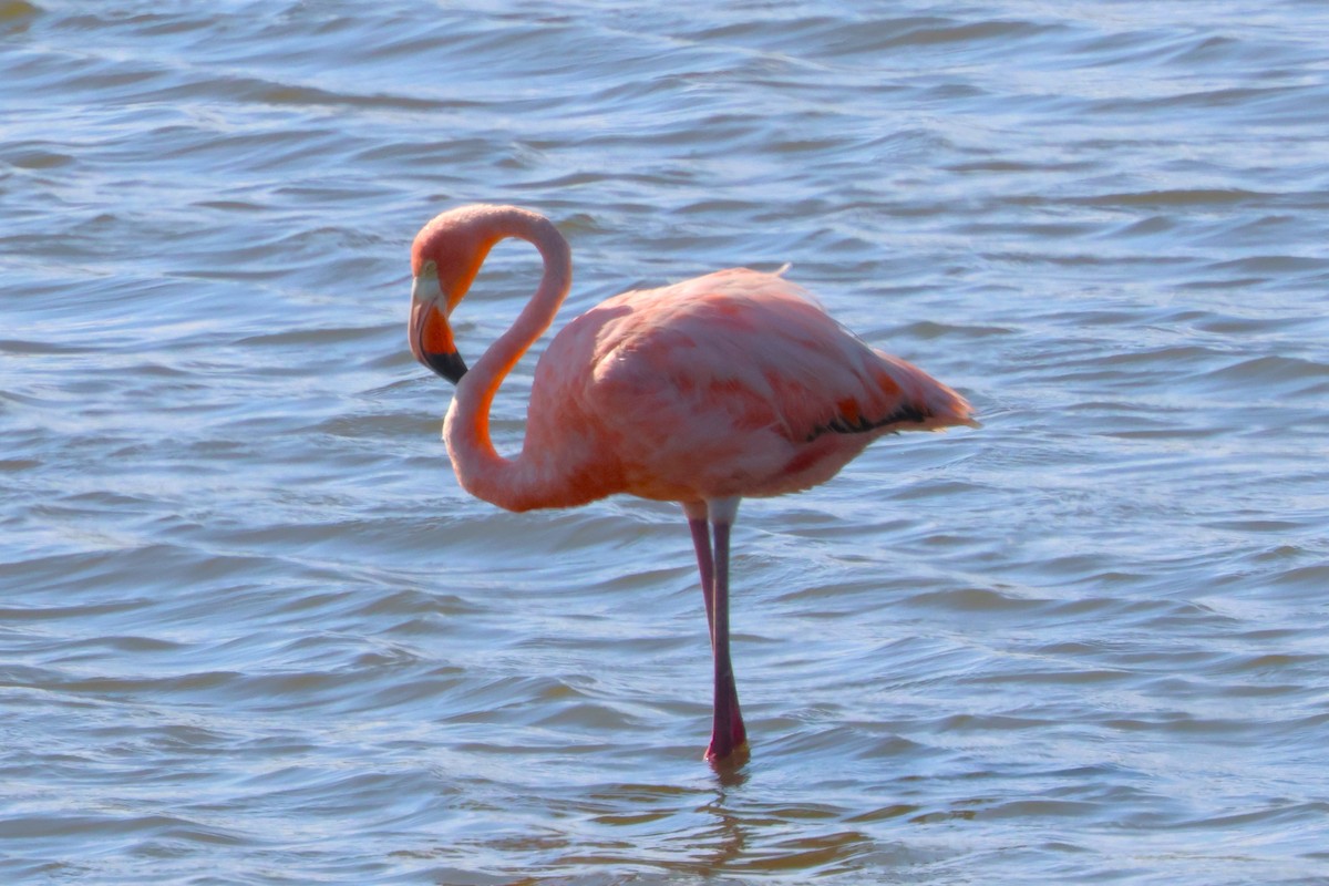 Amerika Flamingosu - ML620579474