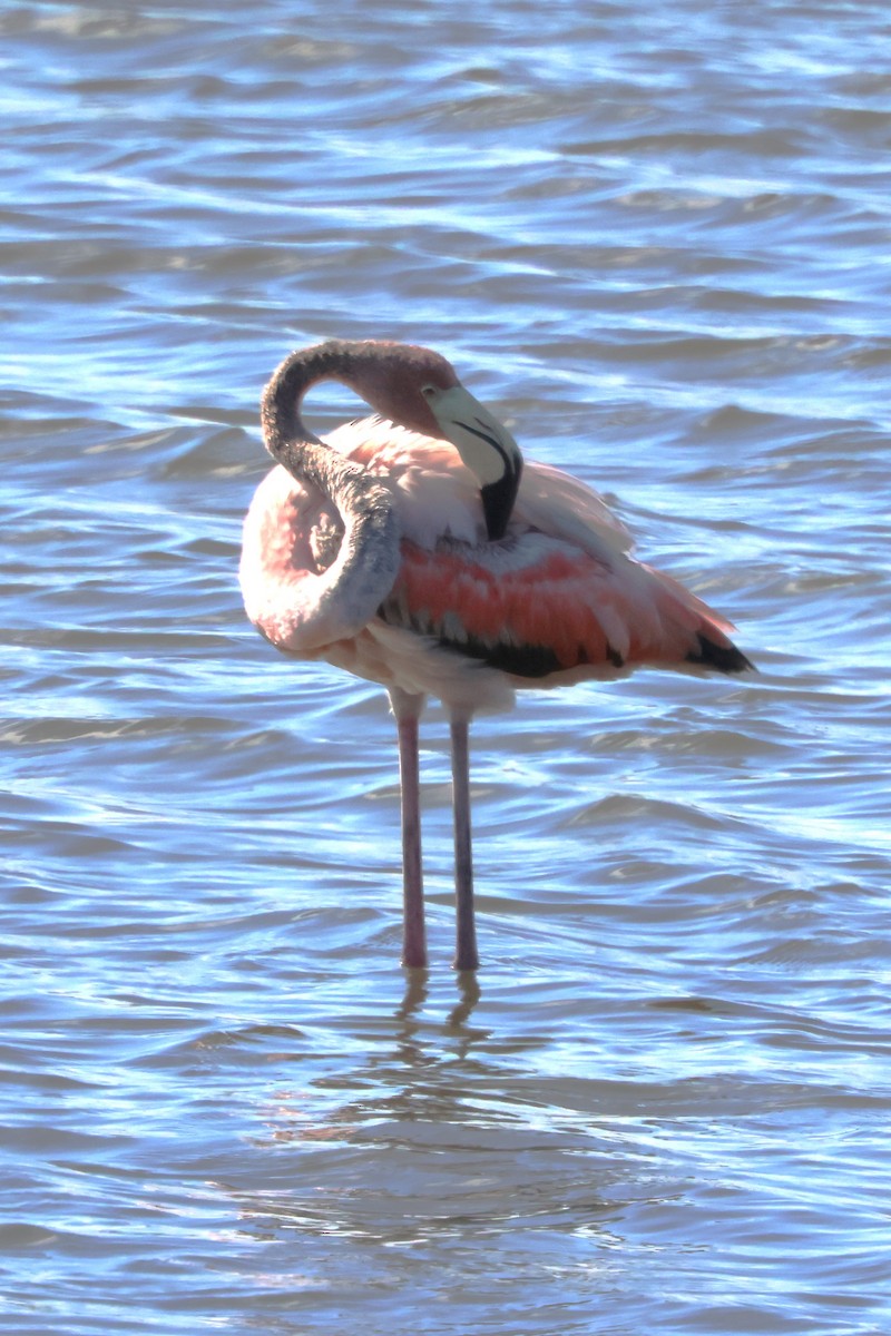 Amerika Flamingosu - ML620579475