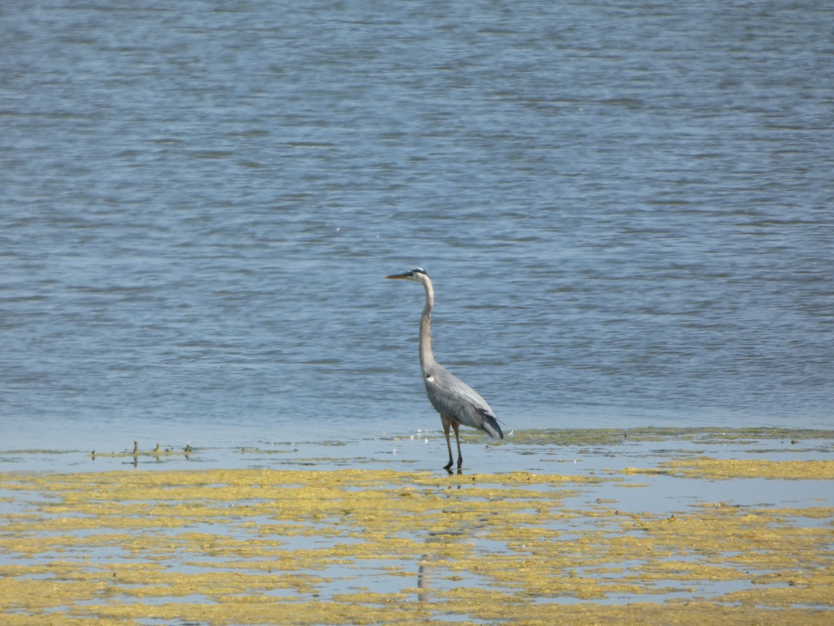 Great Blue Heron - ML620579478