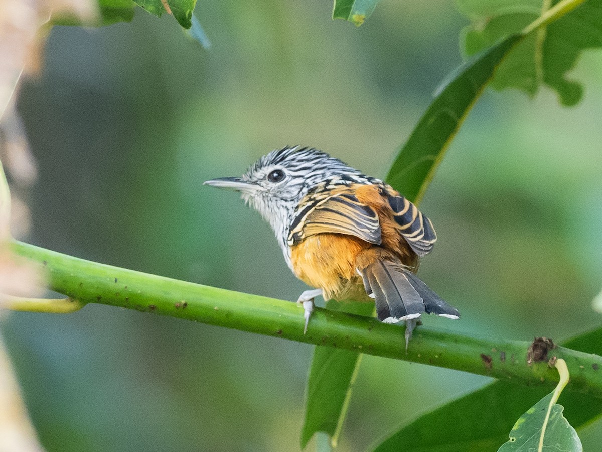 Santa Marta Antbird - ML620579481