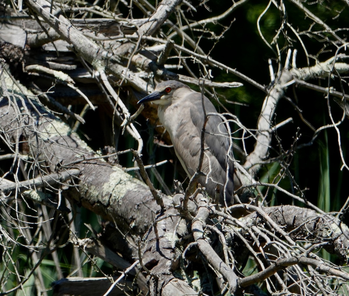 Black-crowned Night Heron - ML620579488