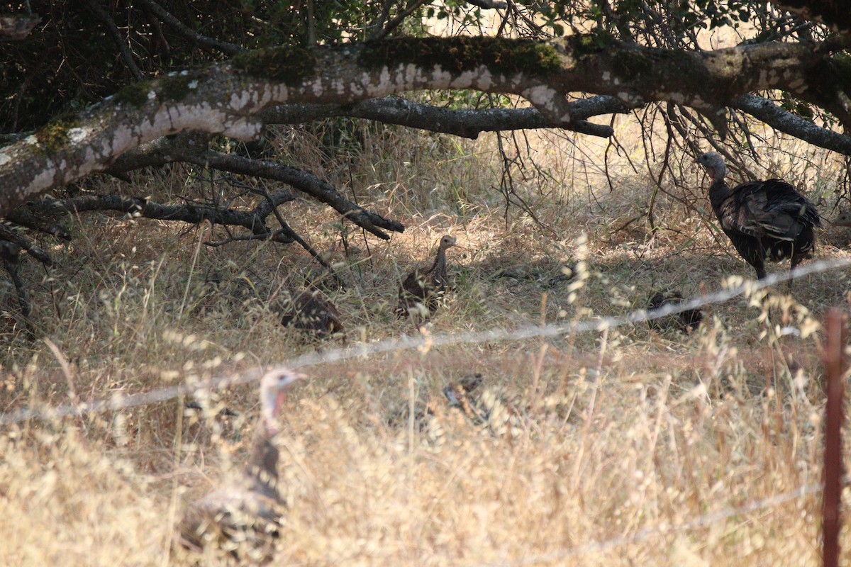 Wild Turkey - Brendon Westerhold