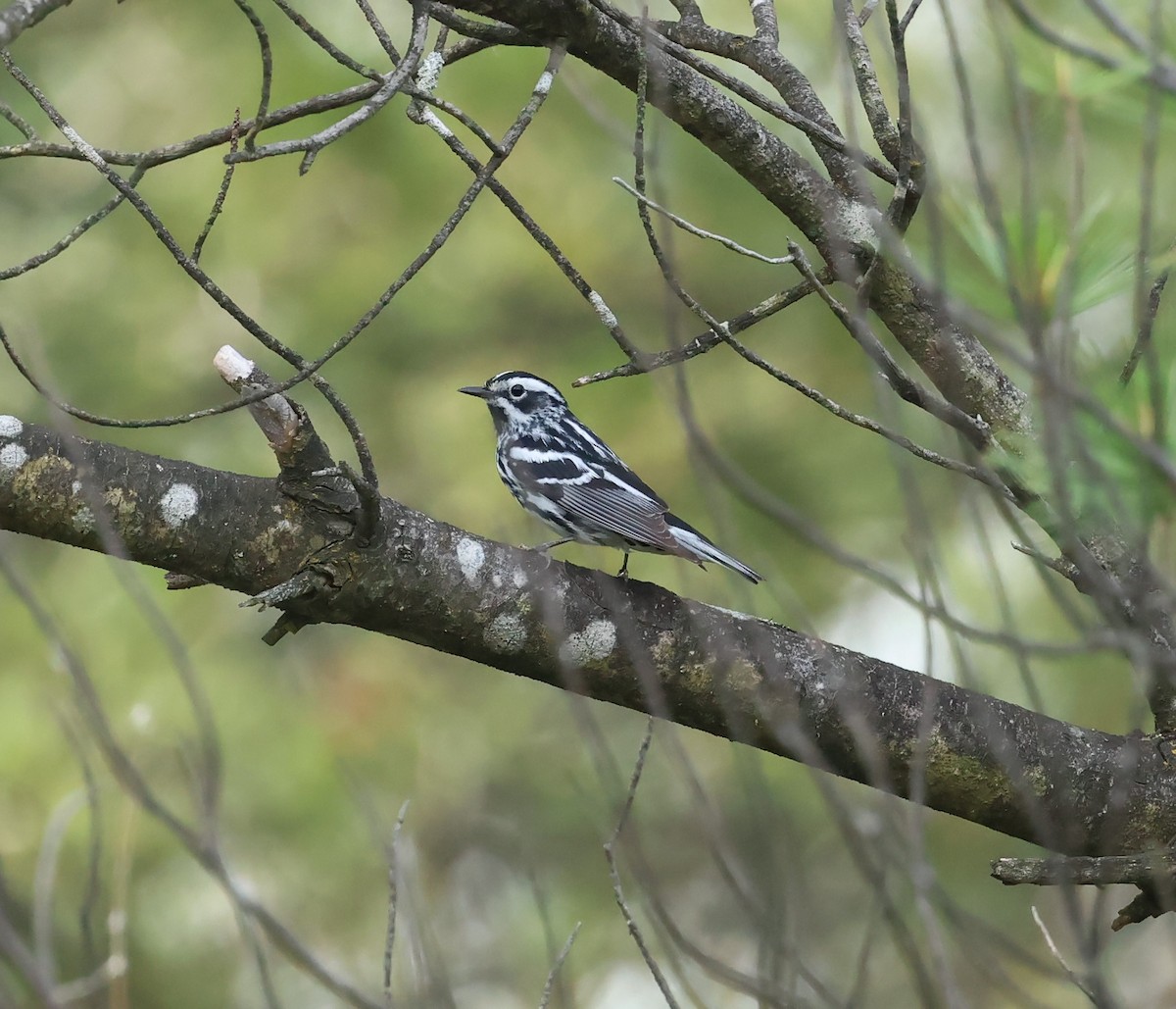 Black-and-white Warbler - ML620579492