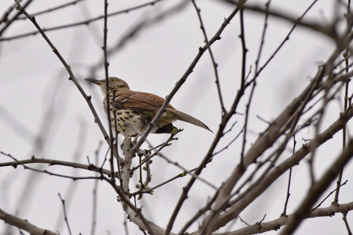 Brown Thrasher - ML620579495