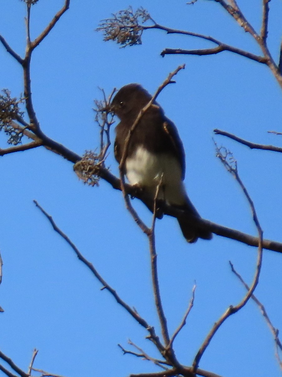 Black Phoebe - Marie Barnidge-McIntyre