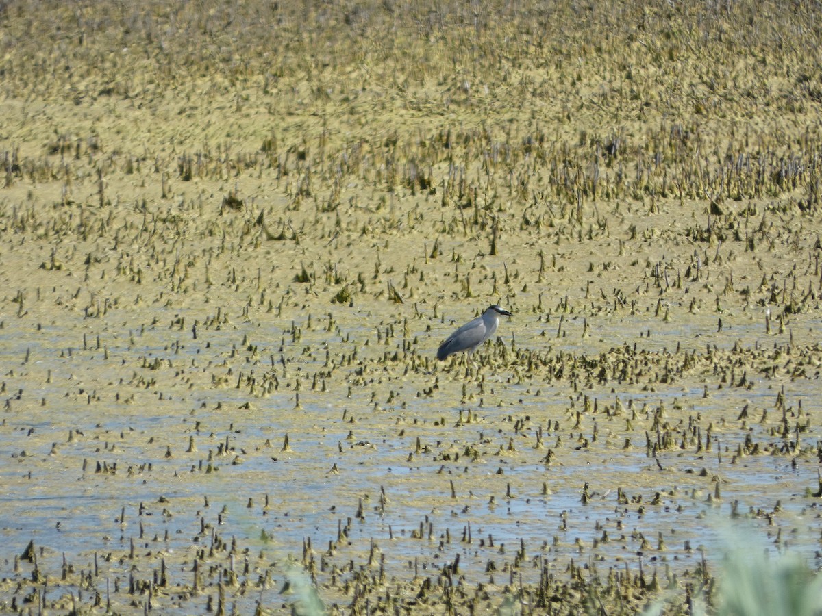 Black-crowned Night Heron - ML620579499