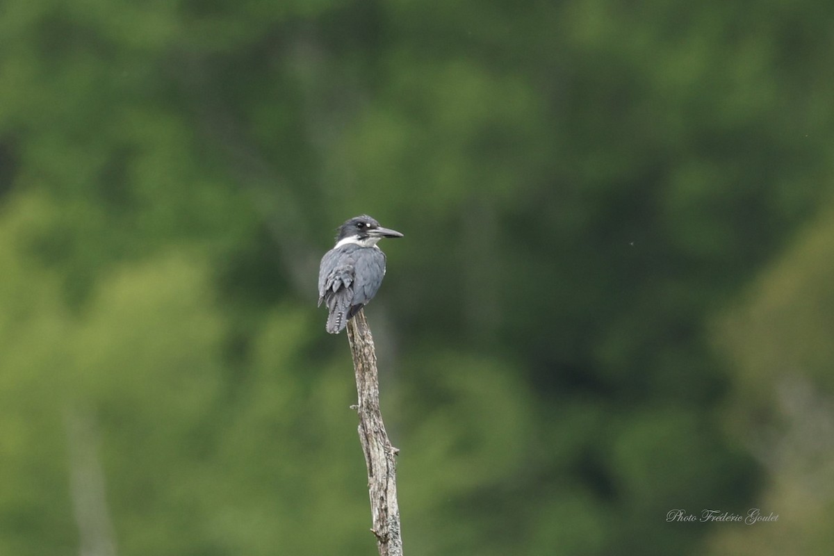 Belted Kingfisher - ML620579501