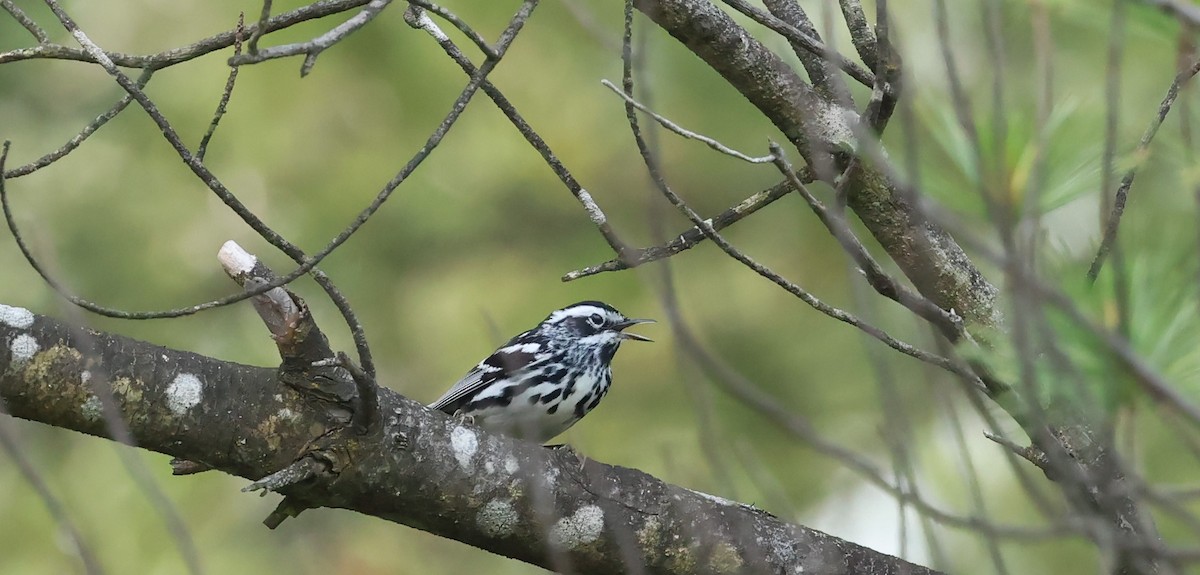 Black-and-white Warbler - ML620579502
