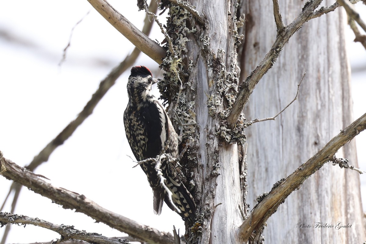 Yellow-bellied Sapsucker - Frédéric  Goulet