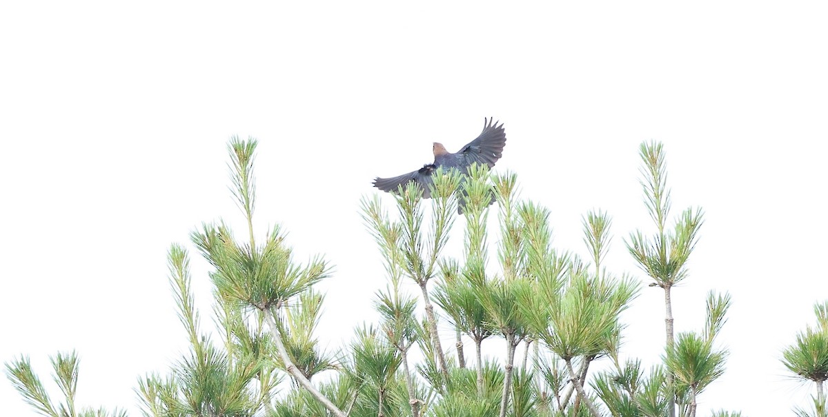 Brown-headed Cowbird - ML620579517