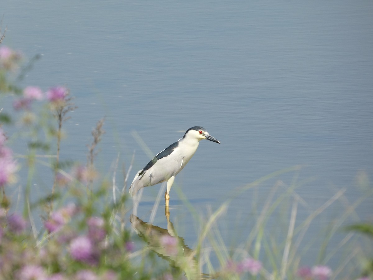 Black-crowned Night Heron - ML620579521