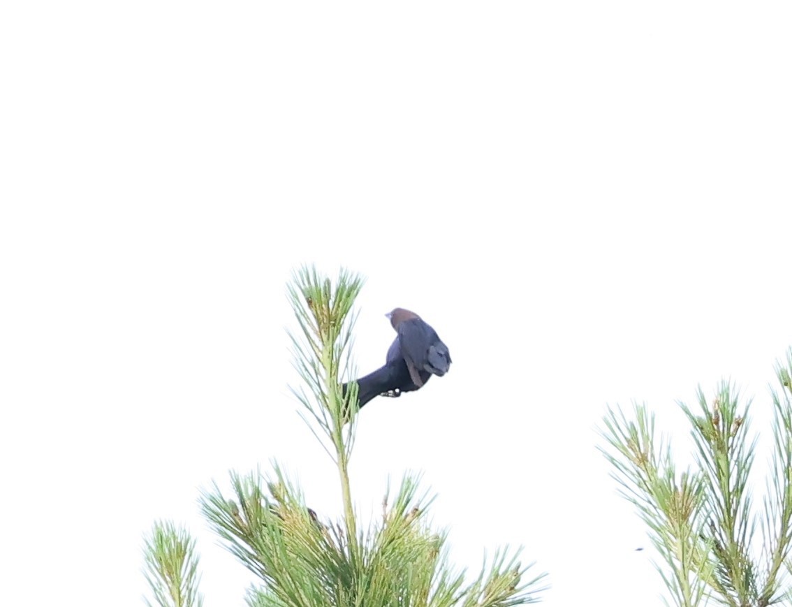 Brown-headed Cowbird - ML620579526